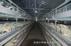 蛋鸡笼养鸡怎样不浪费饲料