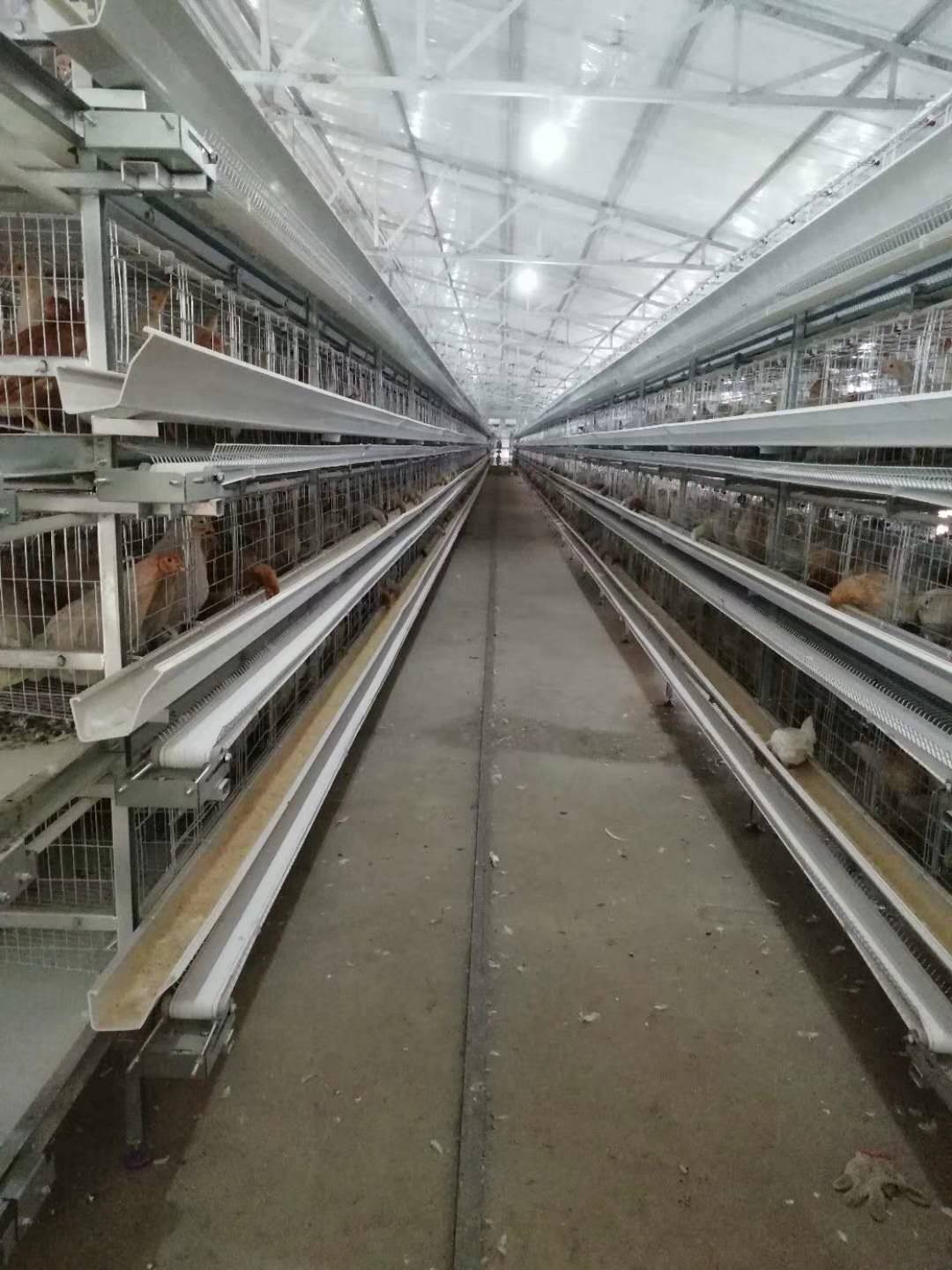 小层叠蛋鸡笼